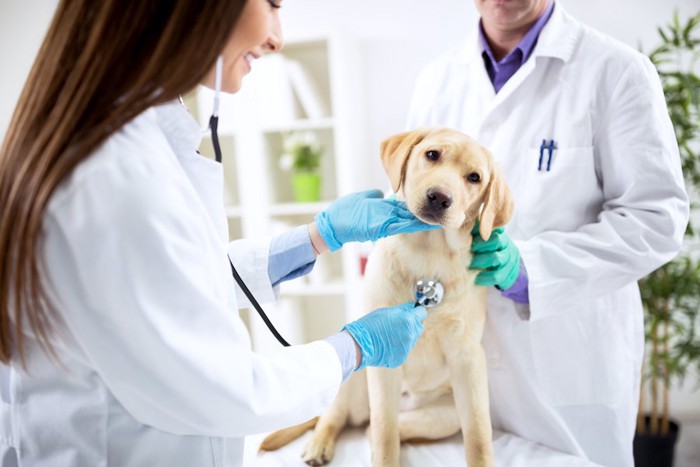 獣医師の診察を受けている子犬