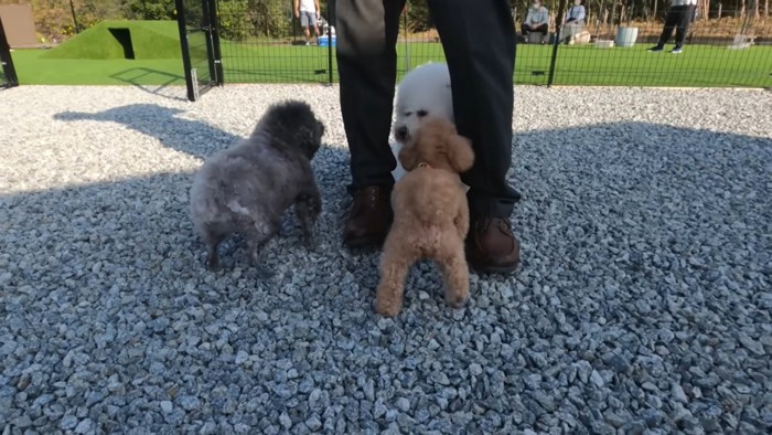 男性の足と3頭の犬