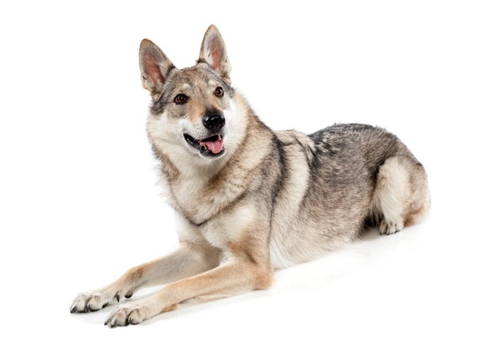 狼犬を飼ってみたい！種類と値段、性格や特徴、飼い方まで | わん 