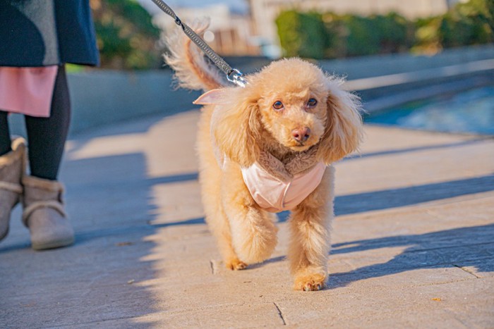 楽しそうに散歩する犬