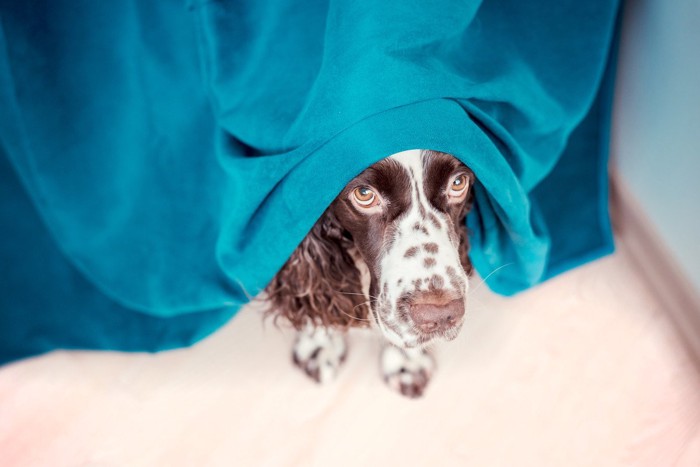 カーテンから顔を出す犬