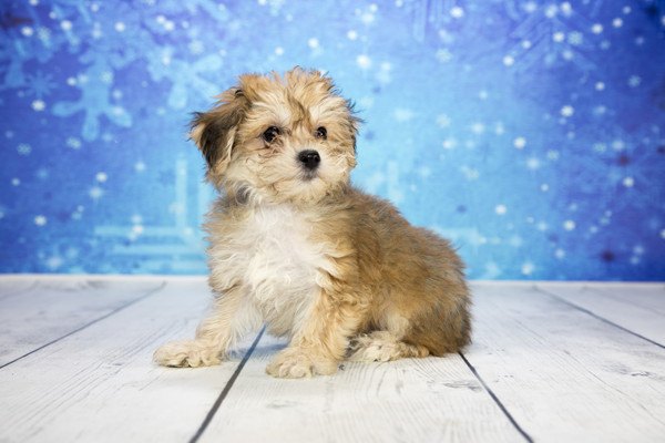 雪柄を背景に何かを見つめるヨープーの子犬