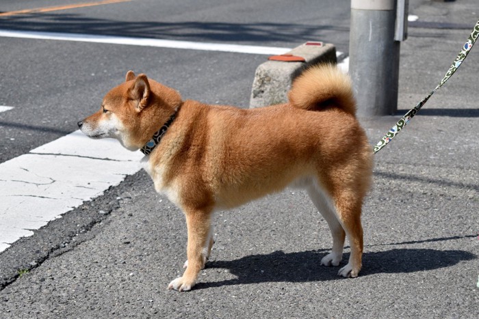 横断歩道の前で待つ柴犬