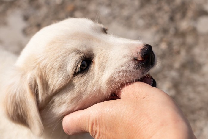 指を甘噛みする犬