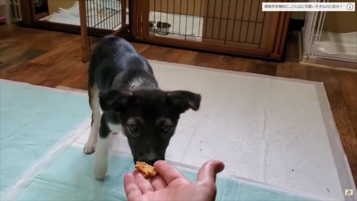 手からご飯を食べる子犬