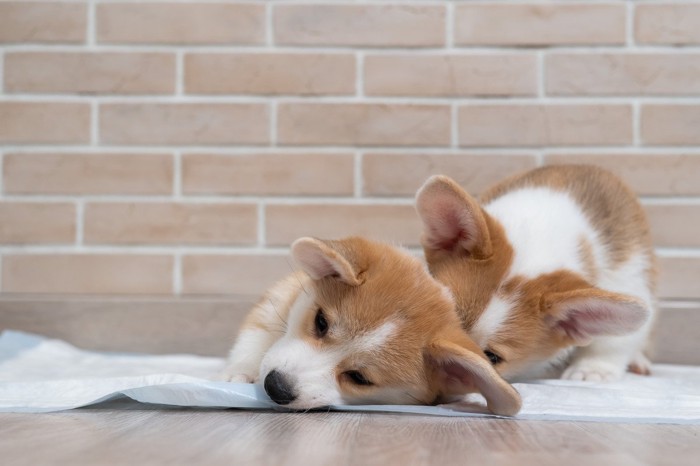 トイレシーツに寝る子犬