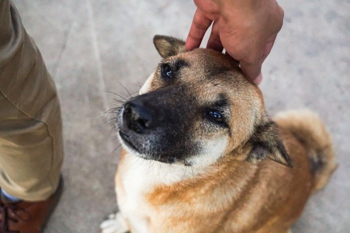 撫でられて嬉しそうな犬