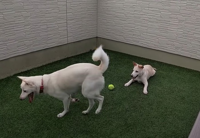 ボールと遊ぶ犬達