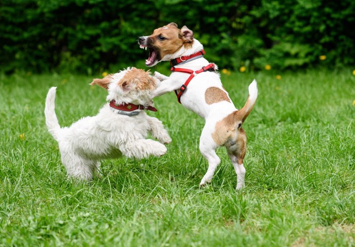 犬のケンカ