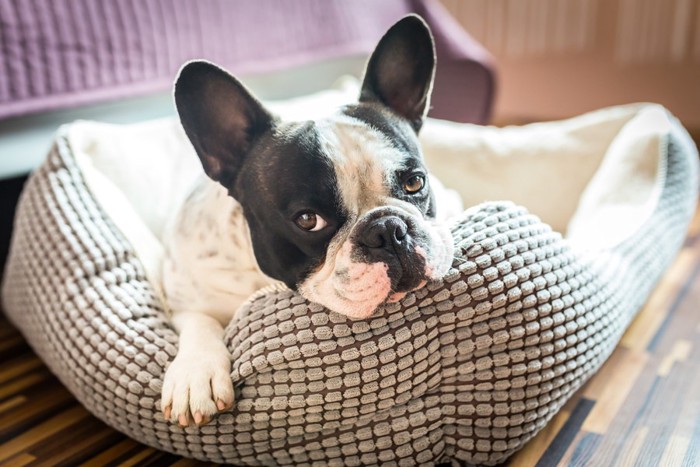 犬用ベッドにいるフレンチブル