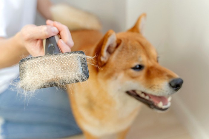 柴犬、ブラシに抜け毛