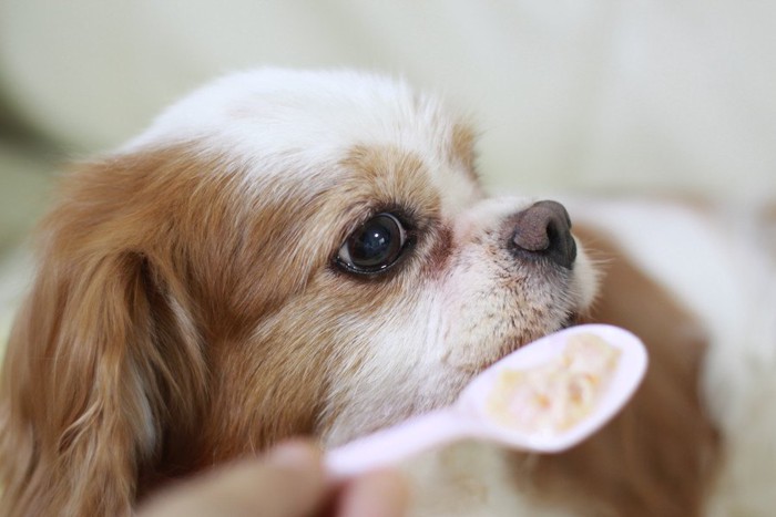 犬にスプーンでご飯を与える様子