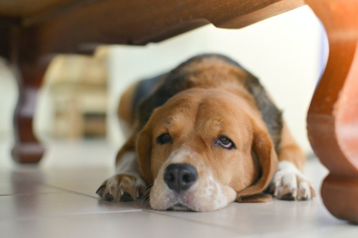 椅子の下に伏せている眠そうな犬