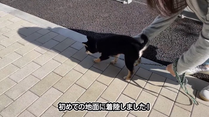 とらくんお散歩デビュー