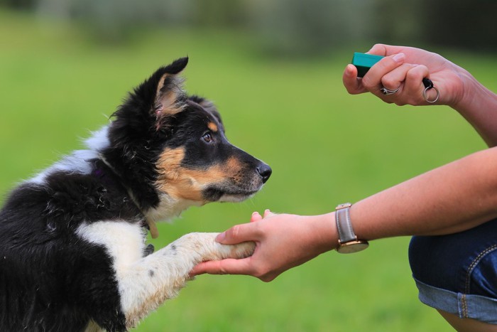 集中して飼い主を見つめるトレーニング中の犬