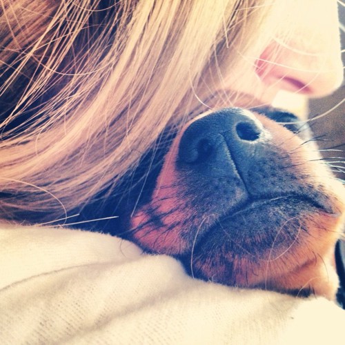 飼い主さんに抱かれる犬