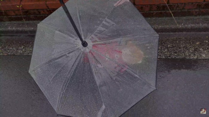 ワンコ専用の小さな傘！