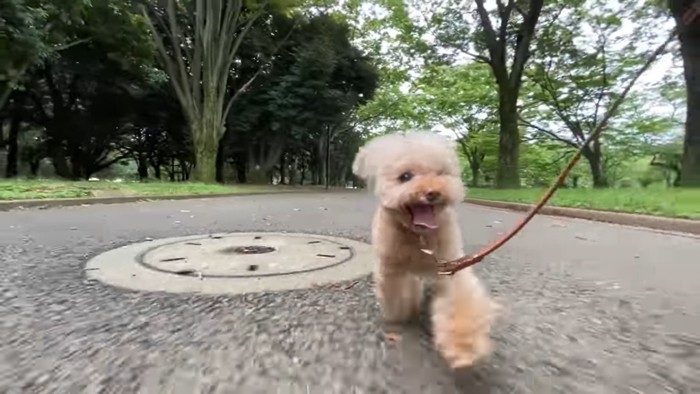 マンホールと犬