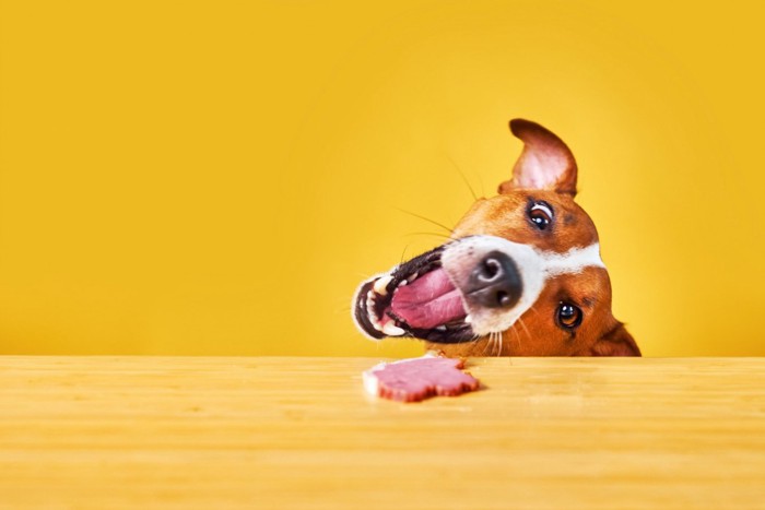 テーブルの上の肉を狙う犬