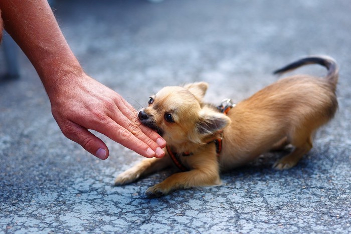 人の手を噛む犬