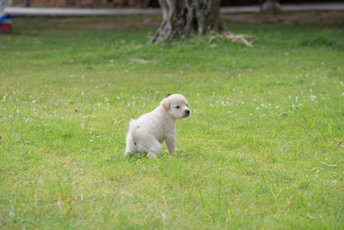 うんちポーズの子犬