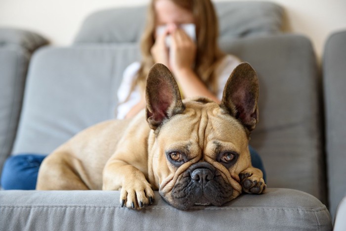 犬の背後で顔をおさえる人