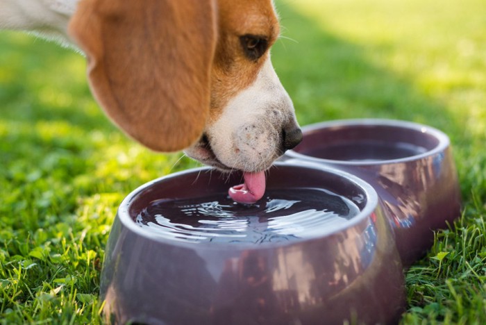 水を飲む犬