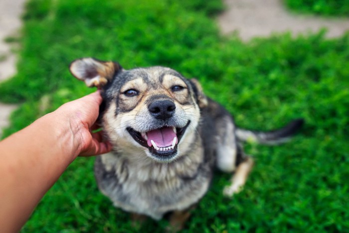 撫でられて嬉しそうな犬