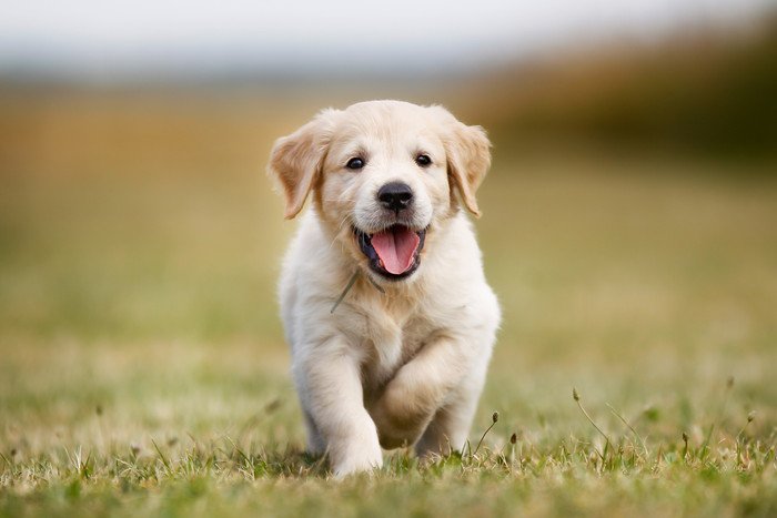 ゴールデンレトリバーの子犬