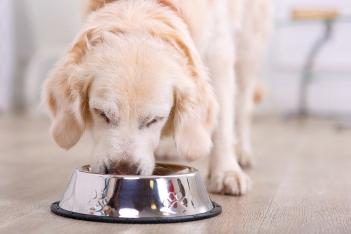 ご飯を食べている犬