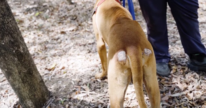 痩せた茶色の犬