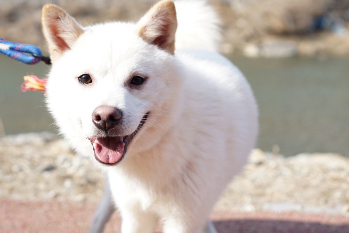 散歩している犬