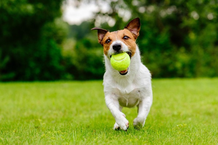 ボールをくわえる犬