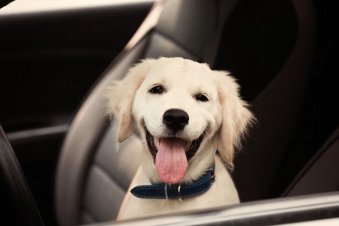 車から顔を出す犬