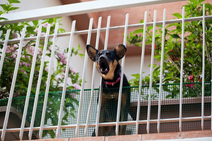 ベランダの柵の隙間から吠える犬