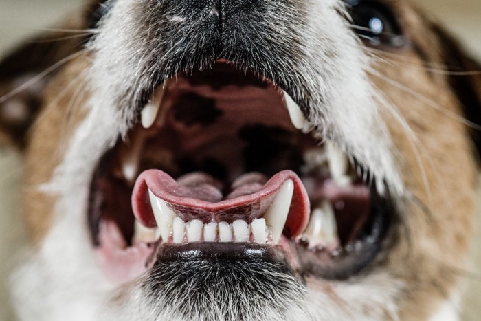 きれいな歯の犬の口内