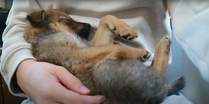 飼い主に抱っこされたまま眠る子犬