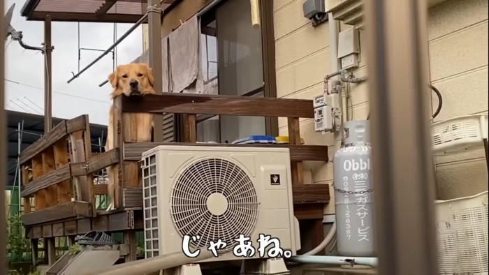 むくれる犬2