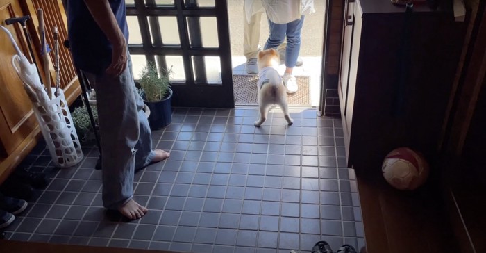 玄関で出迎える犬