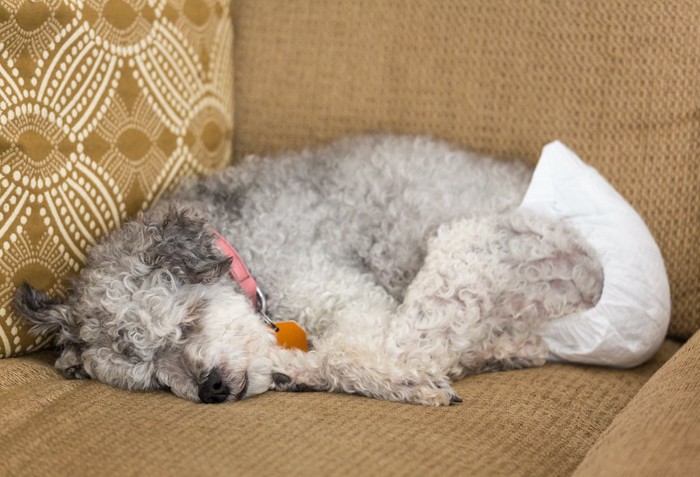 おむつを穿いてソファーに横たわっている犬