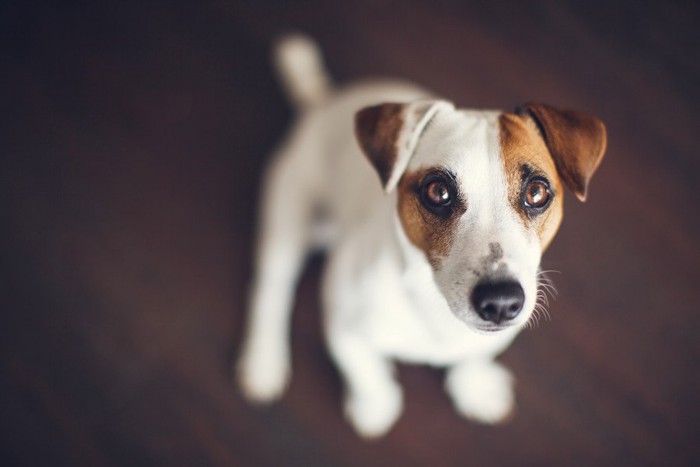 見つめる犬 