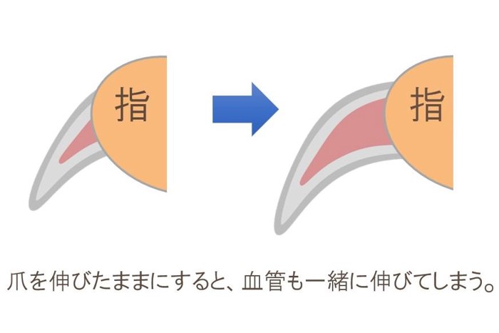 犬の爪の断面図