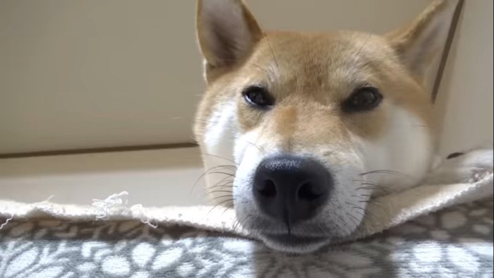 眠たそうな柴犬の顔