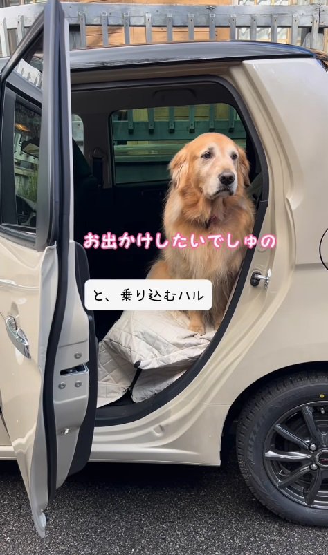 颯爽と車に飛び乗ったハルちゃん