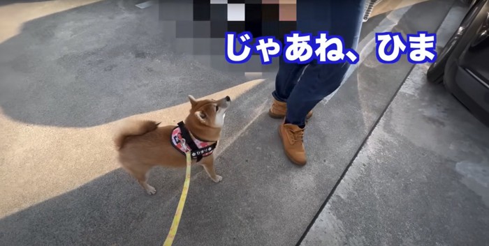 駐車場にいる柴犬