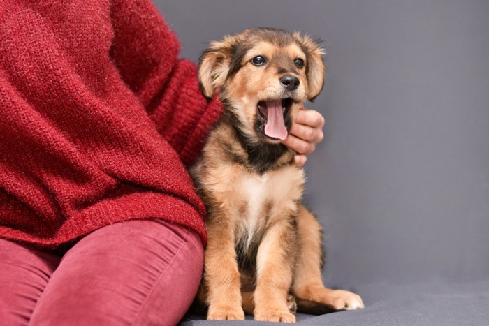 あくびをする犬と女性