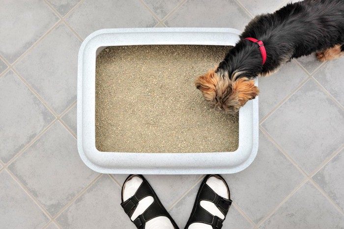 トイレを嗅ぐ犬と飼い主の足先