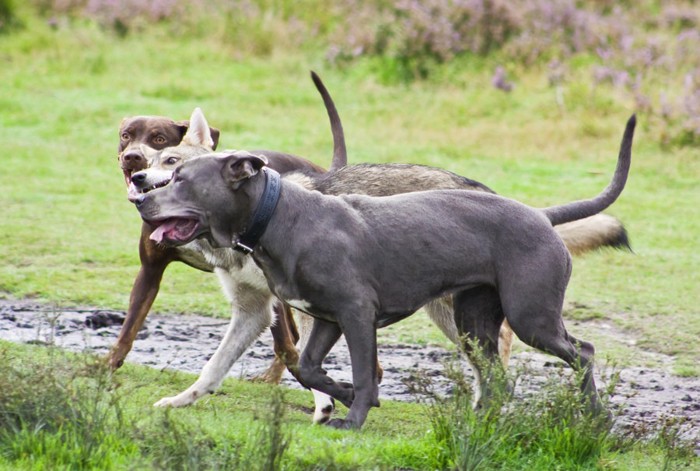 犬がじゃれ合っている写真