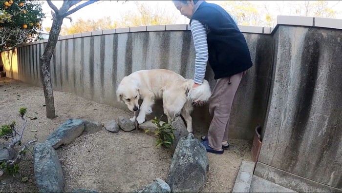 庭の石に足を乗せる犬