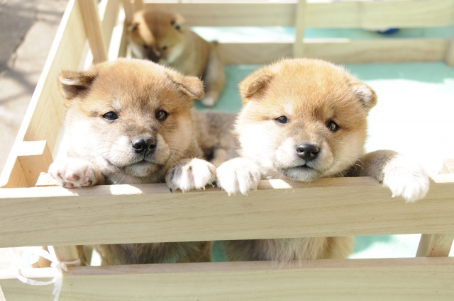 柴犬 子犬 木製サークルの中 2頭